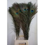 Pauwenveren Peacock Feather Eye Paabulinnu suled 100cm
