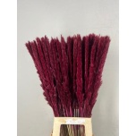 Dried Cortaderia Silvy paint Bordeaux 10pc/bunch 85cm (pk)