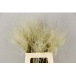 Dried Stypha penata 40cm (pk)