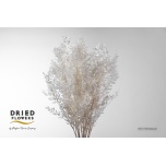 Dried Ruscus Bleached 5pc/bunch 70cm (pk)