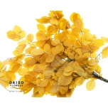 Dried Beech Yellow 80cm (pk)