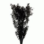 Dried Ruscus paint Black (tk)