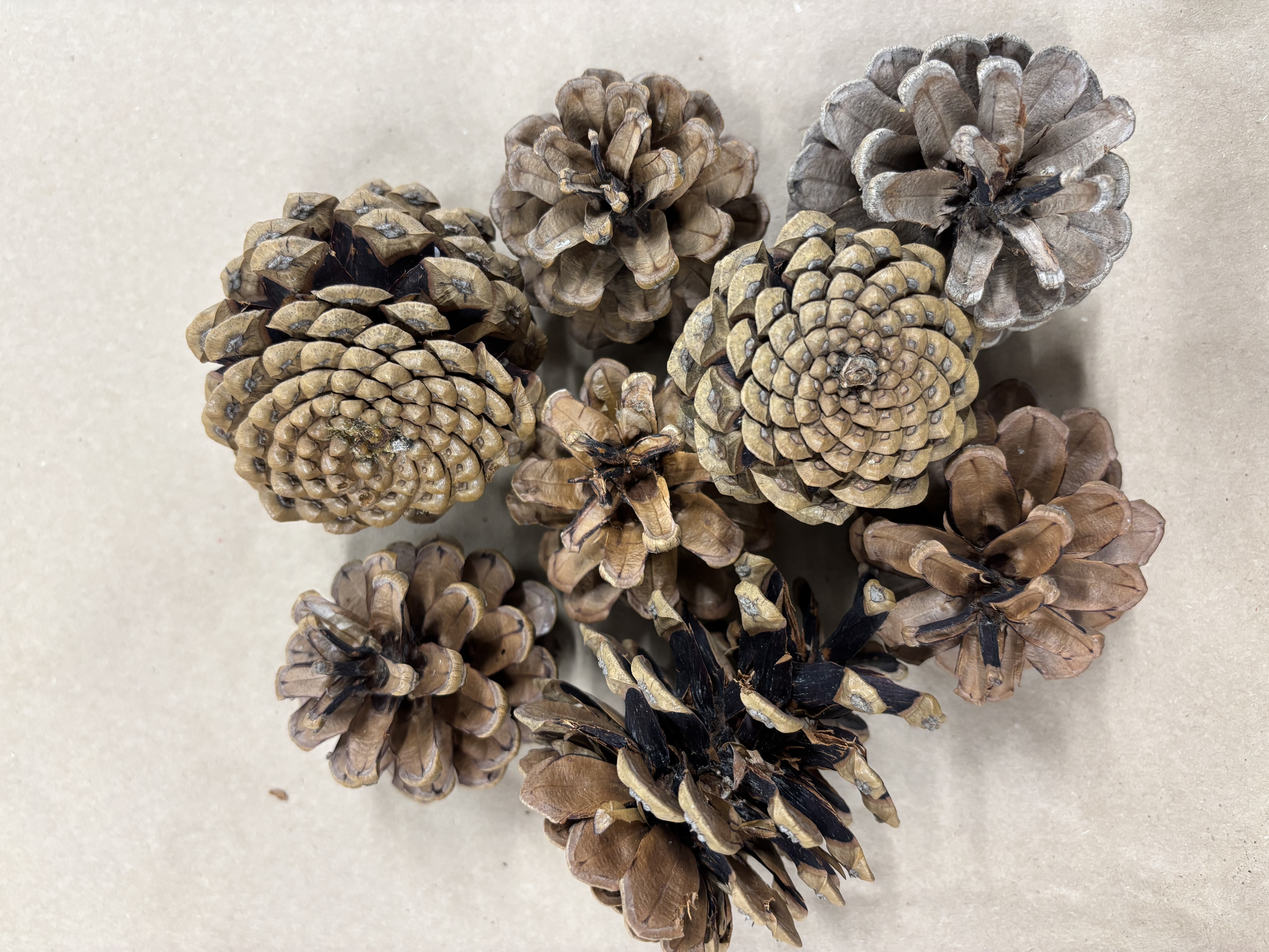 Pine cone Käbi Natural Ø7