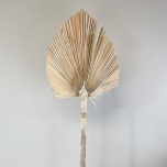Dried Palm Spear King Naturel 110cm (tk)
