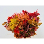Dried Oak paint Autumn mix 60cm (pk)