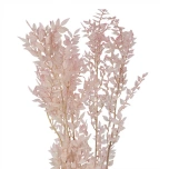 Dried Ruscus paint Pink Light 5pcs/bunch (pk)