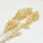 Dried Ruscus paint Light Yellow 5pc/bunch 65cm (pk)