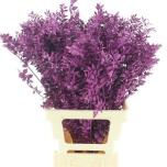 Dried Ruscus paint Purple (tk)