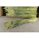 Dried Triticum Natural 250g (pk)