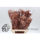 Dried Ruscus paint Copper (tk)