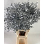 Dried Ruscus paint Silver (tk)
