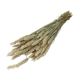 Dried Flowers (kuivatatud oder, kaer, nisu) 1punt