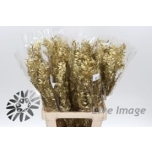 Dried Ruscus paint Gold (tk)