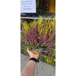 Calluna vulg Kanarbik `Friends` 12cm GER (8tk alusel)