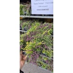 Calluna vulg Kanarbik `Rasta Twister` 11cm GER (10tk alusel)