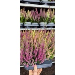 Calluna vulg Kanarbik `Vanilla Plum` 13cm GER (8tk alusel)