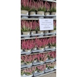 Calluna vulg Kanarbik `Beauty Ladies` 17cm GER (6tk alusel)