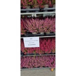 Erica gracilis Eerika mix 11cm GER (8tk alusel)