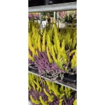 Arr Calluna vulg Kanarbik mix in pot 13cm