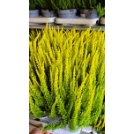 Calluna vulg Kanarbik ´Skyline´ 12mm GER (8tk alusel)
