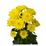 Chrysanthemum Krüsanteem Soleado