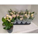 Zantedeschia Kalla Capt Marrero 14cm