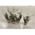 Phalaenopsis Kuuking Magic White kaarel 9cm