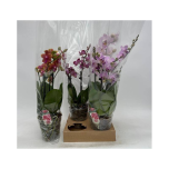 Phalaenopsis Kuuking mix 13cm