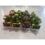 Arr Kalanchoe Kalanhoe 8cm
