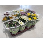 Chrysanthemum Krüsanteem indi mix 5 col 9cm