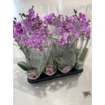 Phalaenopsis Kuuking other pink 9cm