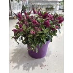 Hebe Puismailane Kirikau 23cm