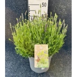 Lavandula angustifolia spear blue 23cm