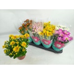 Chrysanthemum Krüsanteem indi mix 5 col 14cm