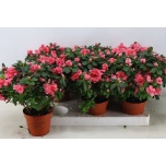 Rhododendron Asalea simsii hellmut vogel salmon 14cm