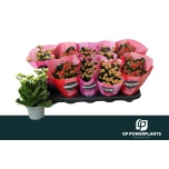 Kalanchoe Kalanhoe double perfecta mix 4 col 10,5cm