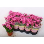 Chrysanthemum Krüsanteem indi Jackson Purple 12cm
