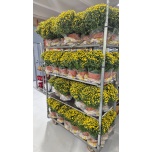 Chrysanthemum Krüsanteem blooming beauty yellow 19cm