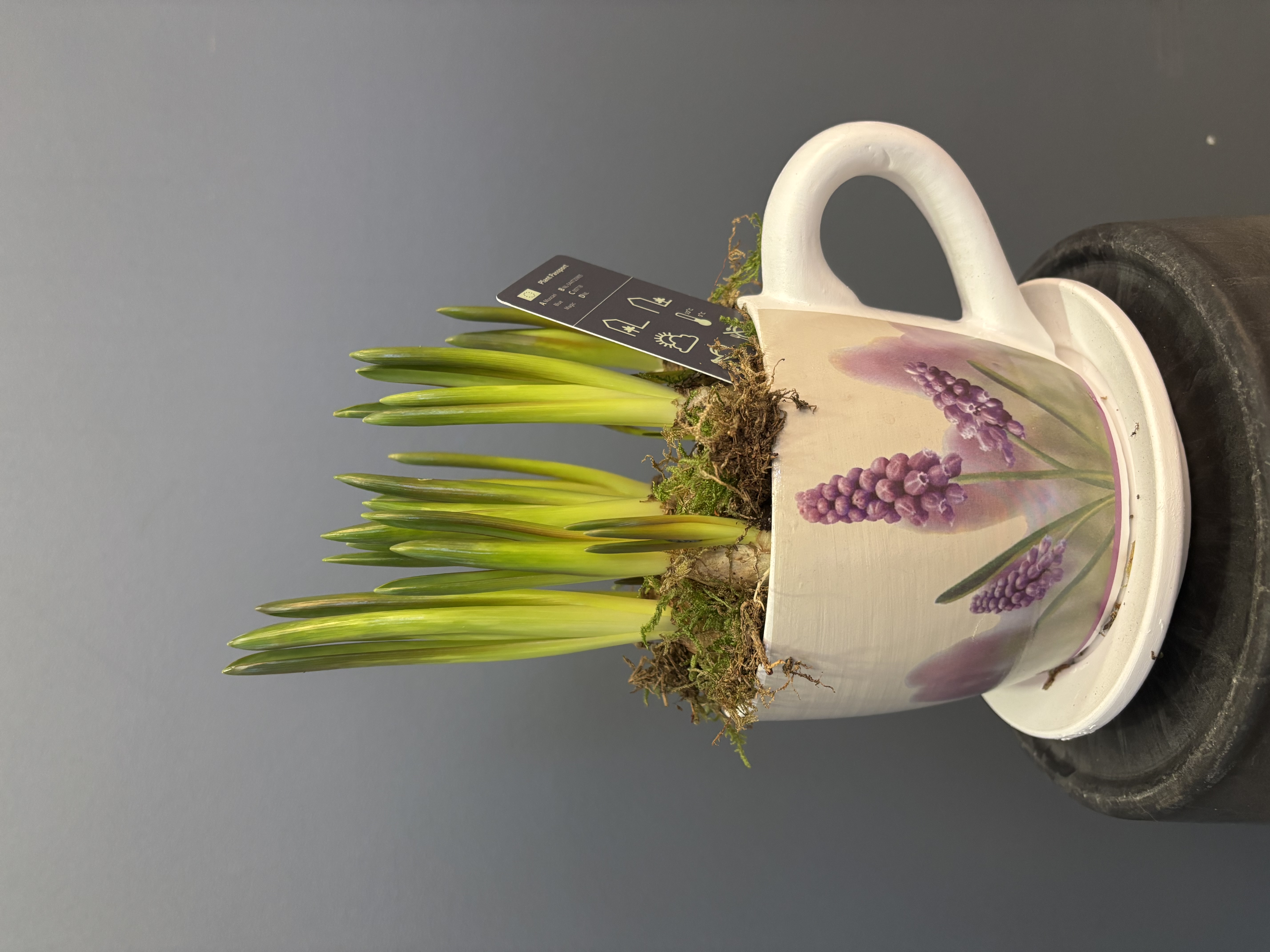 Muscari Kobarhüatsint blue magic 15cm