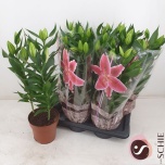 Lilium Liilia OR Reeleeze 17cm