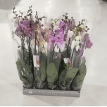 Phalaenopsis Kuuking mix 12cm mix h65 2õv