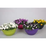 Viola Võõrasema co mix 21cm