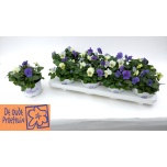 Viola Võõrasema tricolor 12cm