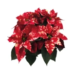 Euphorbia pulch Jõulutäht fantasy star 23cm