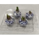 Hippeastrum Ratsuritäht bulb wax top 15cm