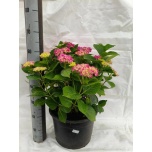 Hydrangea Hortensia other 32cm
