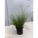 Pennisetum Hiidhirss alop little bunny 17cm