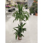 Dracaena fragrans Janet Craig 21cm