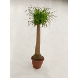 Beaucarnea / Nolina recurvata 30cm