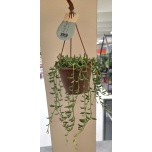 Senecio radicans 12cm